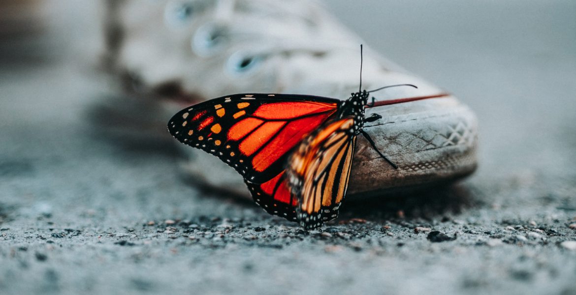 Mariposa se acerca a pie, situación y enseñanza