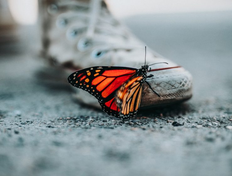 Mariposa se acerca a pie, situación y enseñanza