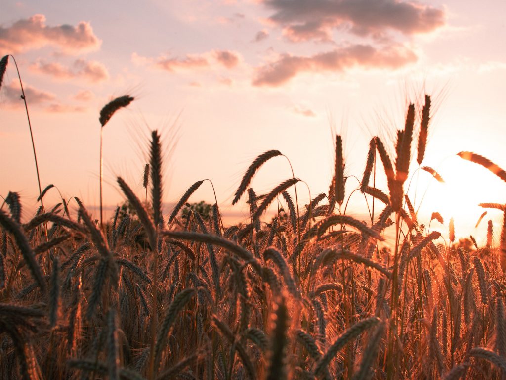 La espiga al viento Debemos adaptarnos como la espiga al viento a esta nueva situación